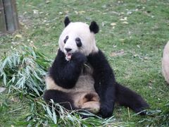 -成都大熊猫繁育研究基地