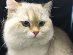 -宠颐生宠物医院·异宠猫科内科·诊疗中心宠巢店