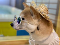 -柴源莊·柴小宠柴犬咖啡