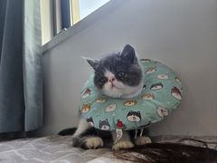 -派特宠物医院(圆融广场店)