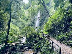 -莫里热带雨林景区