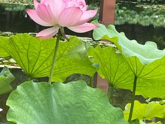 -陈家山荷花公园