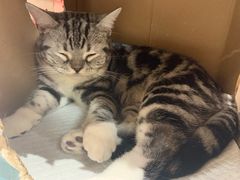 -猫和宫(六道口店)