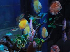 -苏州艺都古玩花鸟市场