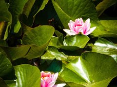 -国家植物园南园