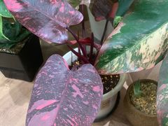 -Rabbit Cafe私房西餐甜点咖啡(栖霞路店)