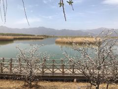 -野鸭湖国家湿地公园