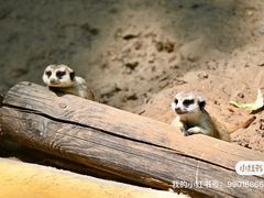 -北京野生动物园