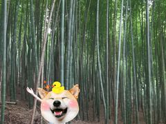 -上海佘山国家森林公园天马山园