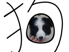 -乖乖宠物医院·猫科·骨科·24小时(云岗分院)