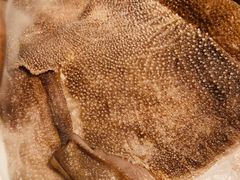 鲜运毛肚-盡膳口福跷脚牛肉火锅(北美新天地店)