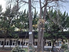 -苏州文庙(姑苏区)