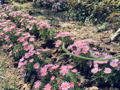 -合肥滨湖国家森林公园