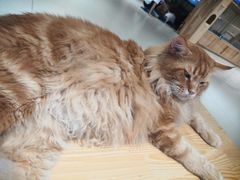 -藏猫猫咖啡主题馆(中央大道店)