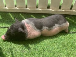 -萌宠亲子动物乐园(槐房万达店)