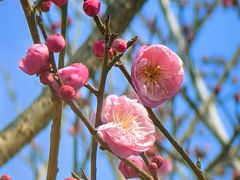 -花开海上生态园