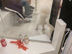 -共舞时光猫咖·狗咖(新街口店)