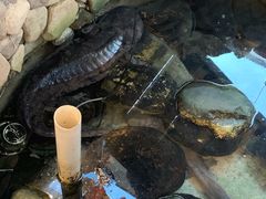 -印象鲵宴·张家界地标美食名片(溪布街店)