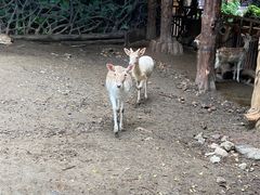 -长鹿旅游休博园