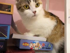 -三花喵·撸猫购宠·宠物生活馆(虹桥南丰城店)
