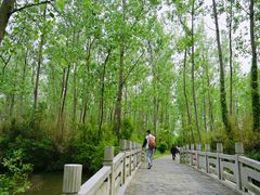 -溱湖国家湿地公园