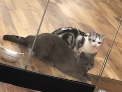 -袖虎·猫馆(体育西路店)