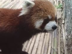 -五龙山野生动物王国