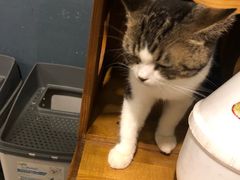 -more than meow吴止猫主题餐厅(承德 中船汇店)