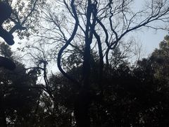 -绮园景区
