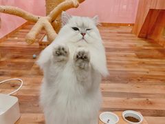 -袖虎·猫馆(体育西路店)