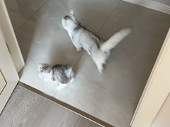 -爱侣宠医·鹦鹉专科·小型哺乳类·异宠专科(灵石路店)