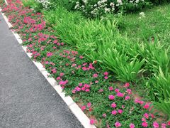 -望湖公园