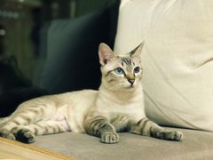 -猫和宫(六道口店)