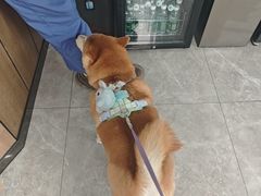 -半岛宠物医院24小时·内窥镜·牙科·碎石中心(府城大道店)