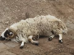 -北京鹿世界主题园