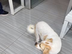 -纳吉亚猫专科动物医院(康都外科中心)