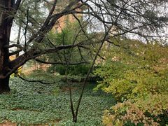 -普林斯顿大学