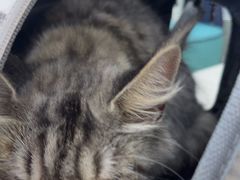 -北京观赏动物医院·24小时大型综合·猫专科·异宠专科