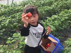 -小鱼草莓采摘园农家乐·小鱼餐厅