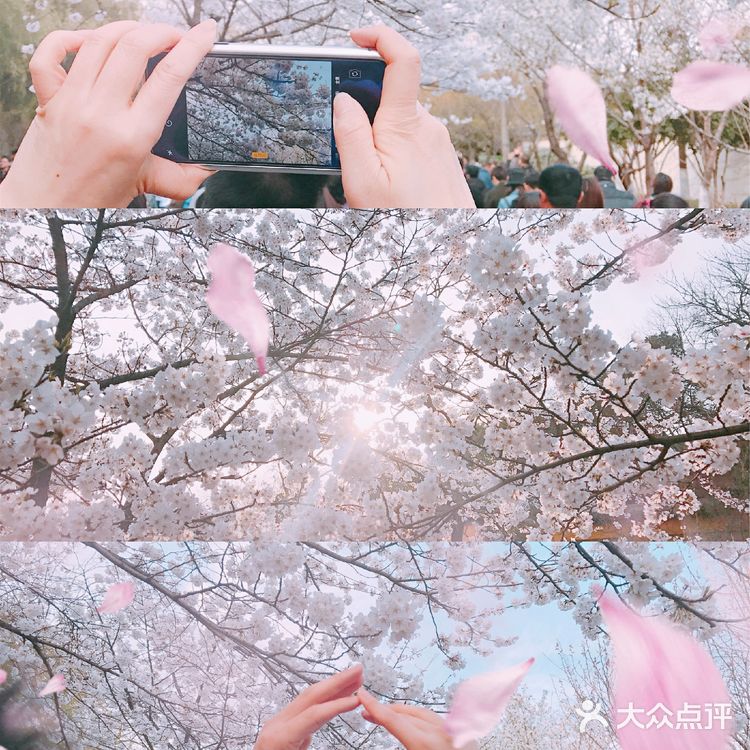 梦回金陵🌸我在樱花树下等你