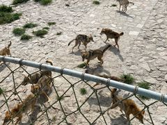 -西霞口神雕山野生动物世界