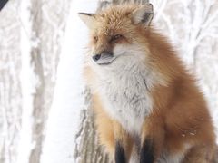 -宫城藏王狐狸村