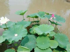 -武清南湖绿博园