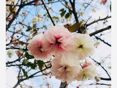 -天适樱花悠乐园
