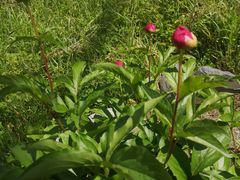 -泰州凤城河风景区-泰山公园