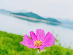 -望湖烤鱼