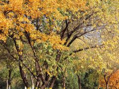 -永定河休闲森林公园