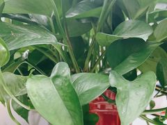 -秦美花卉(天朗·莱茵小城2期店)