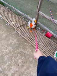 -上美四季动物农场