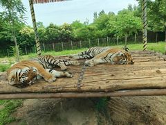 -西安秦岭野生动物园
